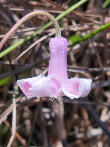 Image of Clematis baldwinii by (c) Jay Horn, some rights reserved (CC BY)