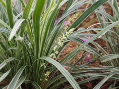 Ophiopogon jaburan