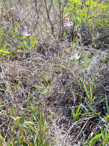 Image of Clematis baldwinii by (c) Jay Horn, some rights reserved (CC BY)