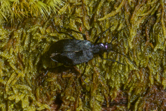 Ditylus gracilis