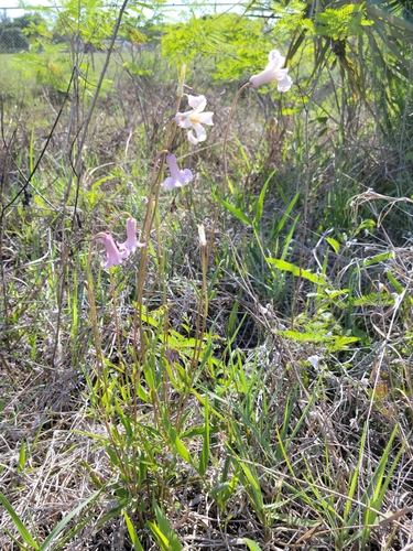 Image of Clematis baldwinii by (c) Jay Horn, some rights reserved (CC BY)