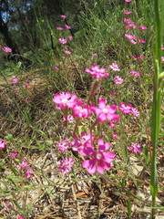 Silene scabriflora