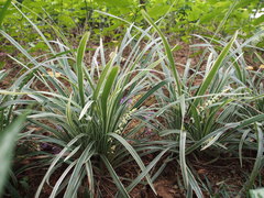 Ophiopogon jaburan