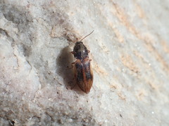 Stropenron pudica