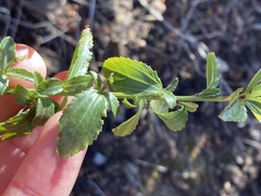 Ceanothus thyrsiflorus thyrsiflorus