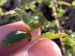 Ceanothus thyrsiflorus thyrsiflorus