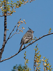 Anairetes flavirostris