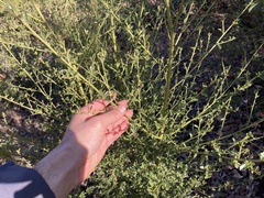 Ceanothus thyrsiflorus thyrsiflorus