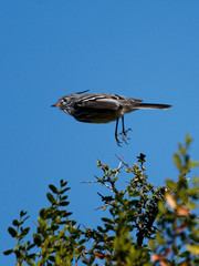 Anairetes flavirostris