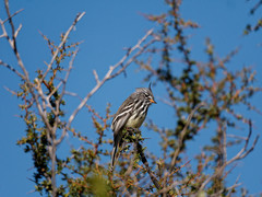 Anairetes flavirostris
