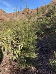 Ceanothus thyrsiflorus thyrsiflorus