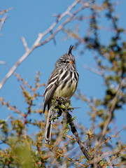 Anairetes flavirostris