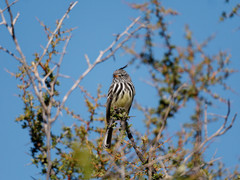 Anairetes flavirostris