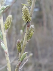 Salix