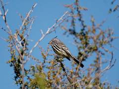 Anairetes flavirostris