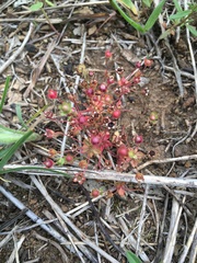 Androsace occidentalis