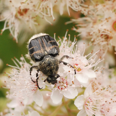 Trichiotinus assimilis