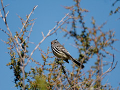 Anairetes flavirostris