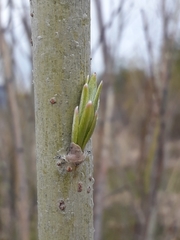 Salix