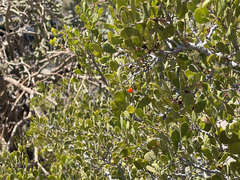 Maytenus phyllanthoides