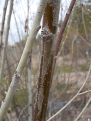 Salix