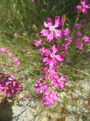 Silene scabriflora