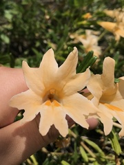 Diplacus grandiflorus