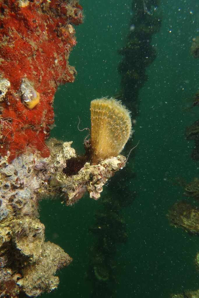 Pina (Pinna nobilis)