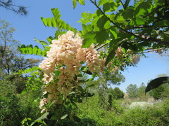 Robinia pseudoacacia