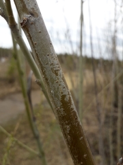 Salix