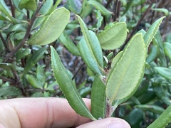 Comarostaphylis diversifolia