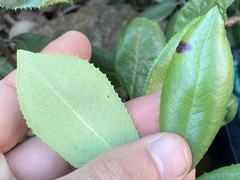 Comarostaphylis diversifolia