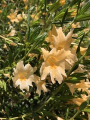 Diplacus grandiflorus