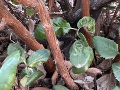 Comarostaphylis diversifolia