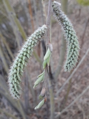 Salix
