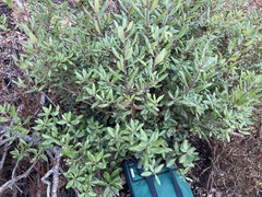 Comarostaphylis diversifolia