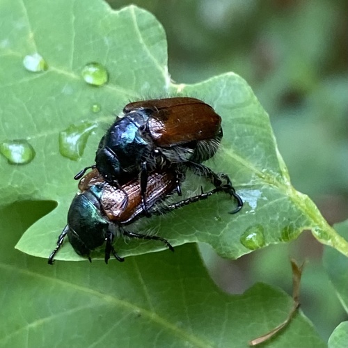 Garden Chafer photo 4