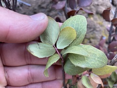 Berberis claireae