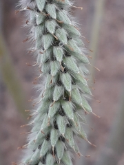 Salix