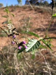 Cullen australasicum