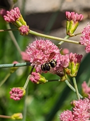 Anthidiellum notatum robertsoni