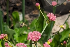 Anthidiellum notatum robertsoni