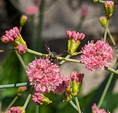 Anthidiellum notatum robertsoni