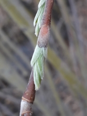 Salix