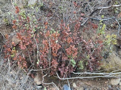 Berberis claireae