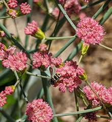 Anthidiellum notatum robertsoni
