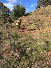 Cullen australasicum