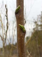 Salix