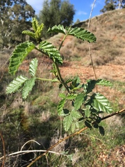 Cullen australasicum