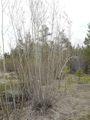 Salix